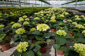 Fototapeta na wymiar Hydrangea or hortensia, flowers in flowerheads produced from early spring to late autumn, cultivated as decorative or ornamental garden plant growing in Dutch greenhouse