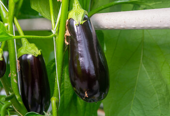 Dutch organic greenhouse farm with rows of eggplants plants with ripe violet vegetables and purple flowers
