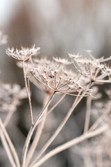 Closeup or macro of a frozen flower or plant