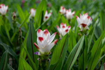 Fototapeta premium Turmeric, Curcuma longa flowering plant of ginger&nbsp;family, decorative or ornamental flower growing in Dutch greenhouse