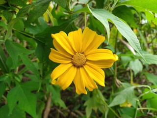 Sun flower ( flower Tithonia diversifolia) 