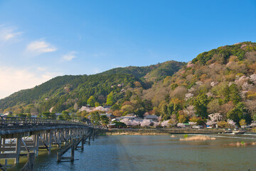 Fototapeta na wymiar Cherry Blossoms in Full Bloom in Arashiyama Kyoto