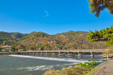 Obraz premium Cherry Blossoms in Full Bloom in Arashiyama Kyoto