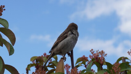 little goldfinch bird on a tree branch