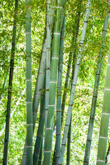 竹の群生