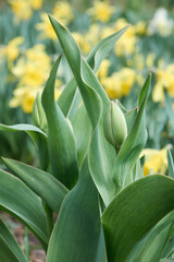 Obraz premium Close-up of closed green tulip bulb among fresh green leaves. Beautiful spring flower, soft focus with copy space.