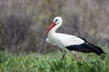 European White stork Ciconia Ciconia on the breeding season in the field