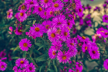 Purple aster flowers photo close-up. Inflorescences of autumn flowers