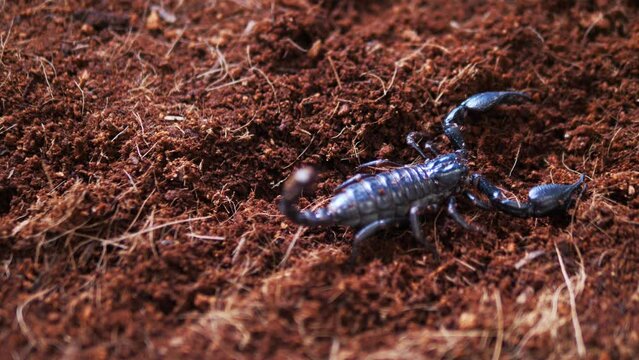 scorpions are poisonous animals in the rainy season, Black scorpions walk on the ground