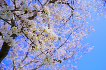 満開の桜と青空