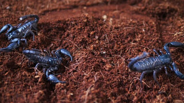 scorpions are poisonous animals in the rainy season, Black scorpions walk on the ground