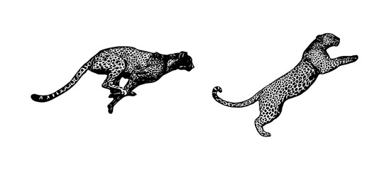 illustration of a leopards