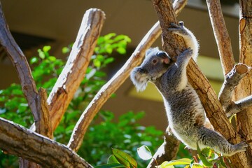 木を降りる赤ちゃんコアラ