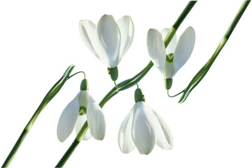 A pattern of snowdrops isolated on a white background.