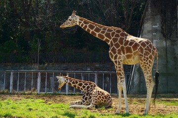 二頭の座るキリンと立つキリン　