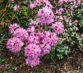 Bellevue Park Early Spring Pink Blossoms 2
