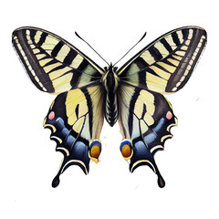 Scarce swallowtail  buterfly. Watercolor with transparent background. Generative AI