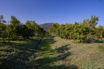 Fototapete bei efototapeten.de bestellen   