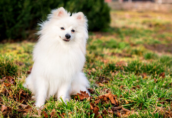 Obraz premium A beautiful dog of the Japanese Spitz breed. A white dog sits on a background of blurred green grass. He is ten months old. The photo is blurred