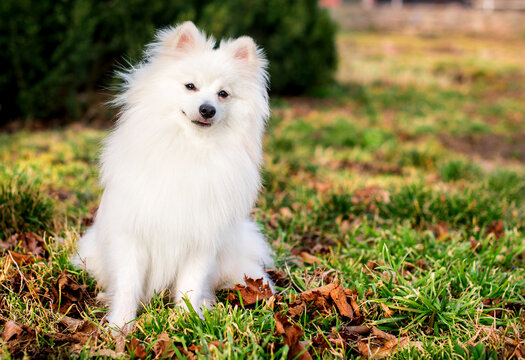 A beautiful dog of the Japanese Spitz breed. A white dog sits on a background of blurred green grass. He is ten months old. The photo is blurred