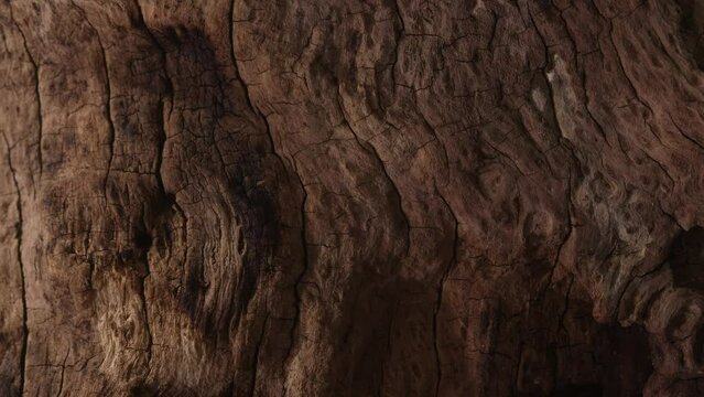 brown old snag. aged wood texture. driftwood closeup. dry branches and roots of a pomegranate tree macro shot. High quality 4k footage