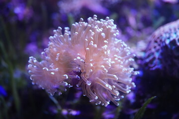 Large anemones in a terrarium
