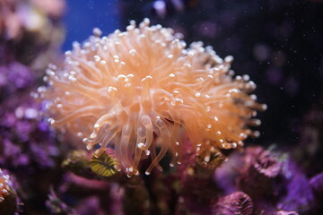 Fototapeta na wymiar Large anemones in a terrarium