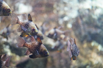 Red eyed fish in a fish tank