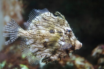 Thorn-flowered triggerfish in a fish tank