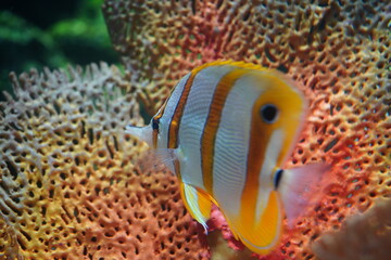 The fish are licking the red-orange tree coral.