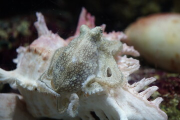 Squid perched on a gourd conch shell