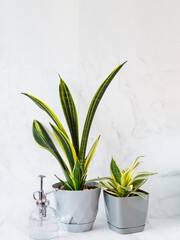 Sansevieria Golden Flame and small Golden Hahnii, Snake Plant in grey plastic pots and glass sprayer on light marble background. Two Succulent. Home cultivation of indoor plants, hobby. Vertical. .