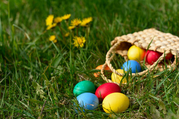 Fototapeta na wymiar Basket with colored Easter eggs rolled out in the fresh spring grass with yellow flowers. Festive concept. Copy space.