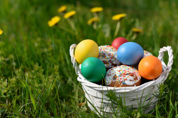 Basket with colored Easter eggs in the fresh spring grass with yellow flowers.Spring festive concept with copy space.