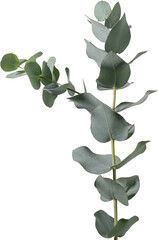 Eucalyptus leaf cutout on transparent background. © tanarch