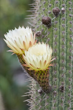 Flor de quisco