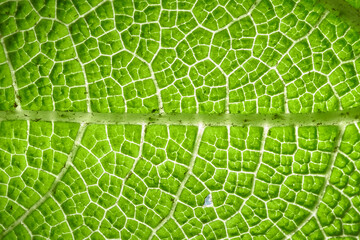 Hoja de nalca