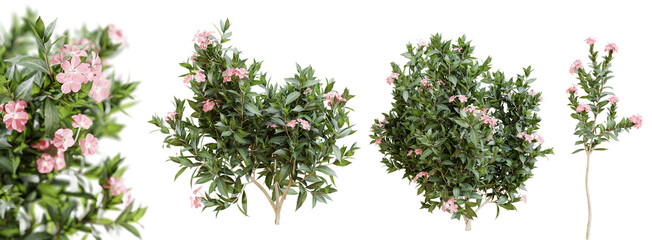 Nerium oleander bushes in blossom isolated on transparent background. 3D render. - obrazy, fototapety, plakaty