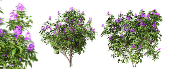 Rhododendron Ponticum bushes in blossom isolated on transparent background. 3D render.