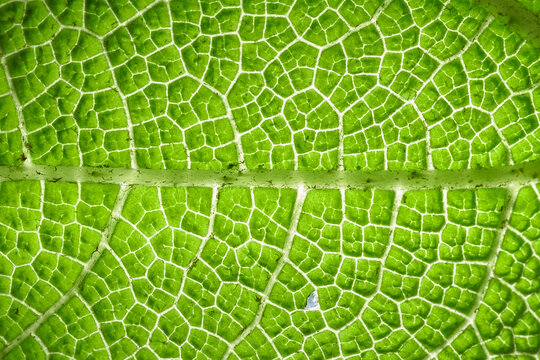 Hoja de nalca
