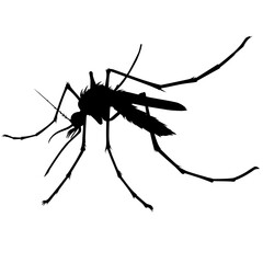 Silhouette of Malaria mosquito isolated on white