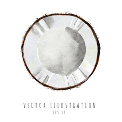 Coconut cross section watercolor painting isolated on white background. Vector illustration