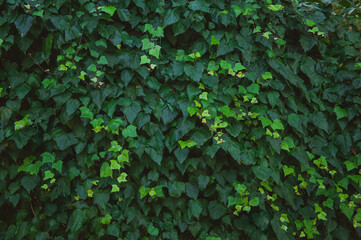 Wall of ivy leaves texture background