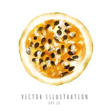 Passion fruit cross section watercolor painting isolated on white background. Vector illustration