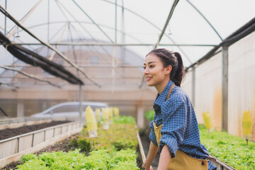 A confidence and proud young and smart Asian female owner or entrepreneur of vegetable organic farm or greenhouse. Concept of successful organic agriculture. Salad or lettuce harvest. Small business.
