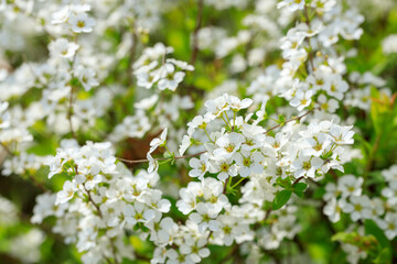 白いユキヤナギの花