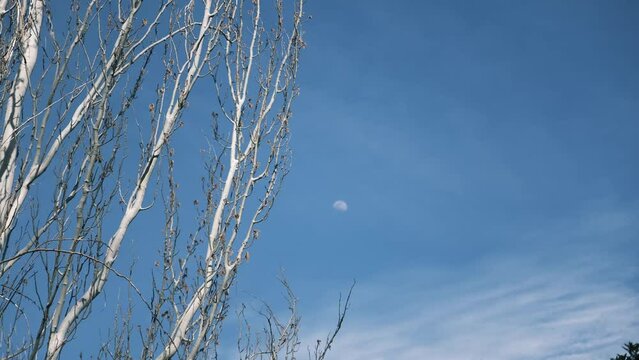 ree branches moving by the wind with a blue sky on the background and the moon