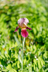 赤紫の菖蒲の花
