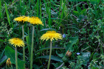 春に咲くタンポポ