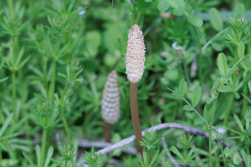 春に目を出したツクシンボ
